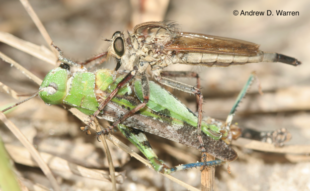 being eaten by a robberfly (Proctacanthus sp.), FL: Levy Co.: near Bronson, 2-IX-2013