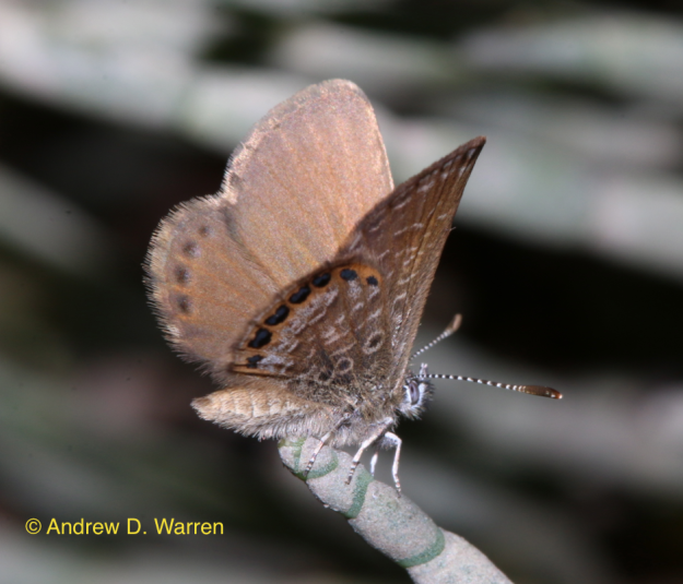 Male Eastern Pygmy-Blue (Brephidium pseudofea) basking in the December shunshine, FL: Levy Co.: N end of bridge to Haven's Island, 8-XII-2013